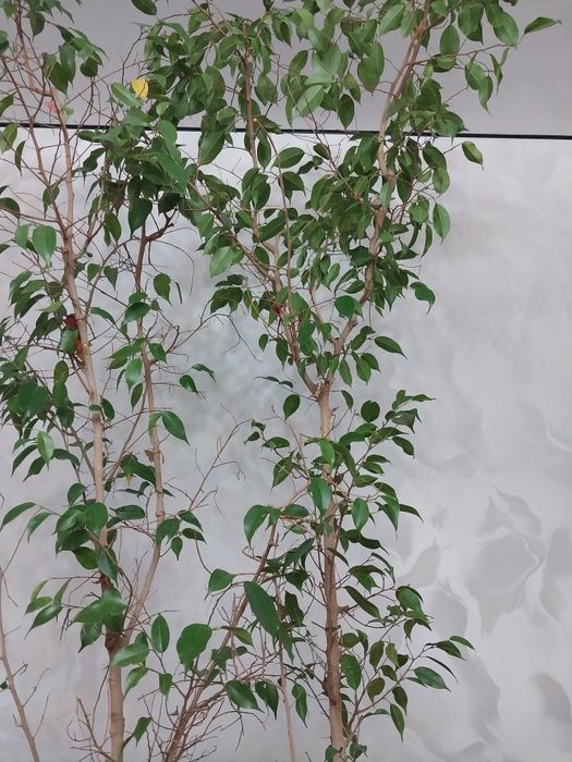 Цветы растения домашний