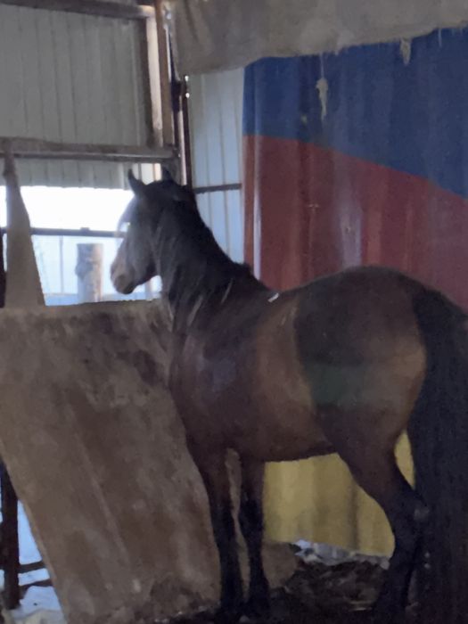 лошадь хорошая упитанная