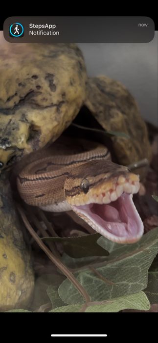 Кралски питон (Пинстрайп)