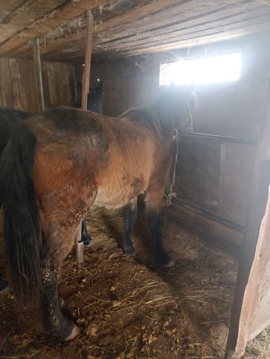 Продам лошадей ...