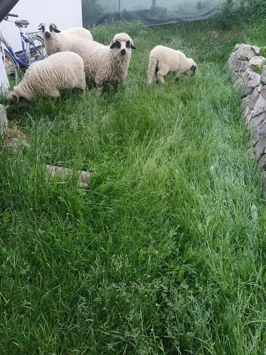 Miei și oi bune ..