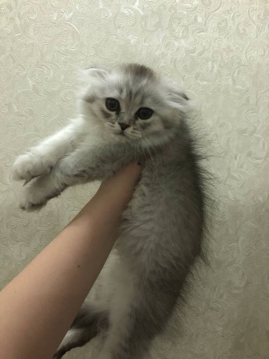 Парода Scottish Fold