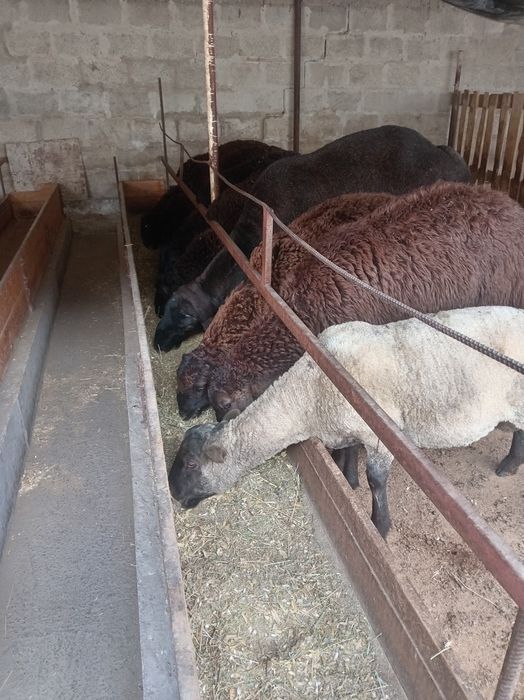 Гемпшир порода баран овцы