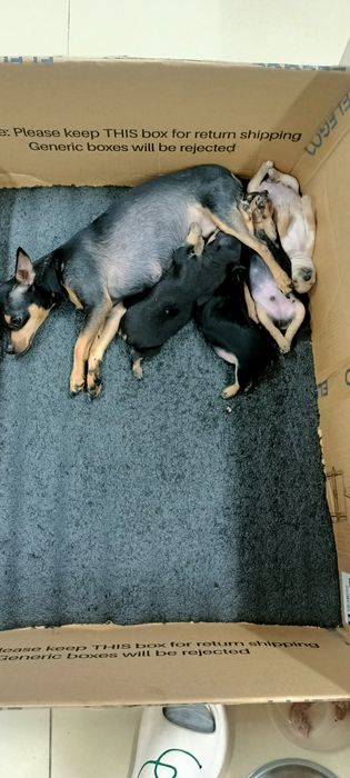 Щенки той терьера