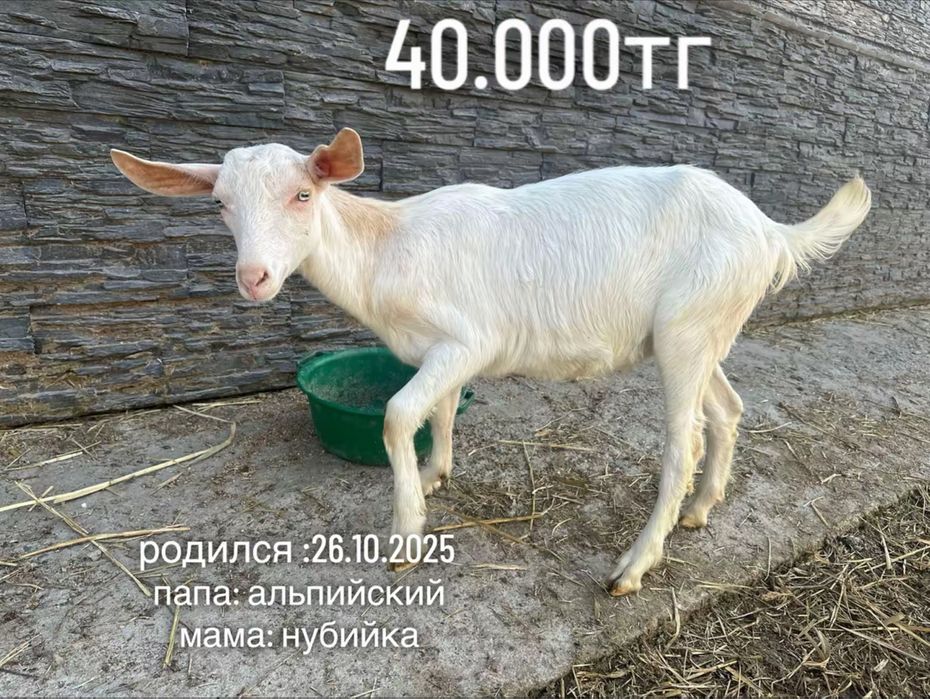 продам молодых козликов