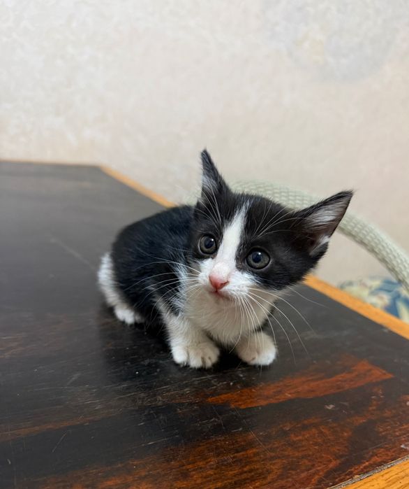 Котята короткошерстные Отдам в добрые руки