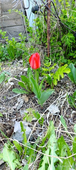 Продам дачу садоводство энтузиаст