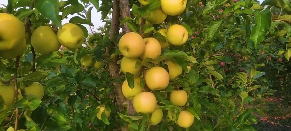 gelos olma kuchatlar bor yana boshqa mevalig kuchatlar xam bor
