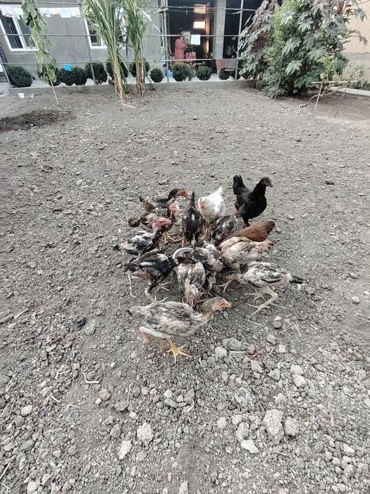 Dakan jojala sotiladi 11 ta