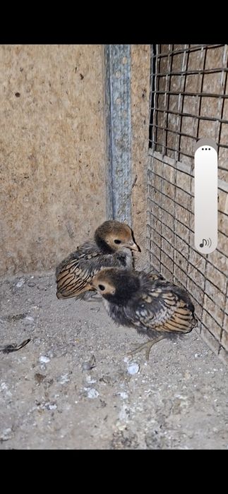 Zalatoy sbrayt tuxumlariga zakaz olaman