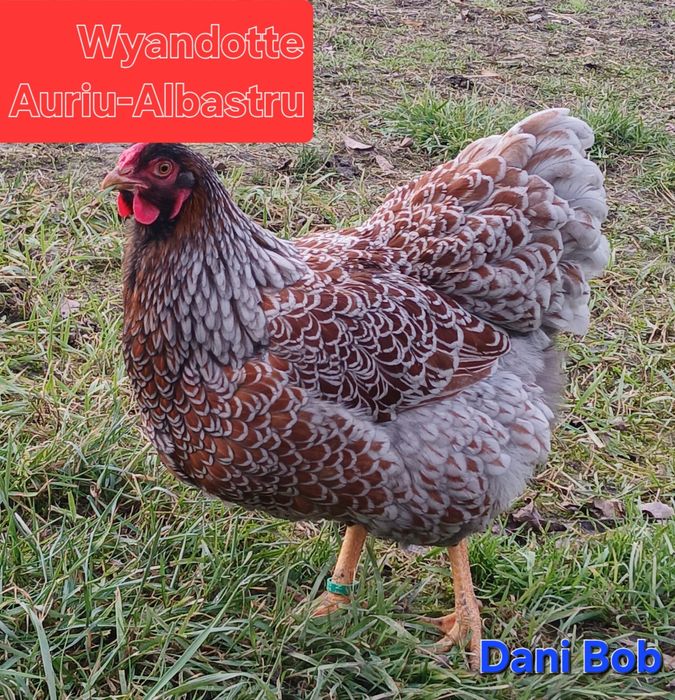 Puișori de gaina rasa Australorp/ Wyandotte