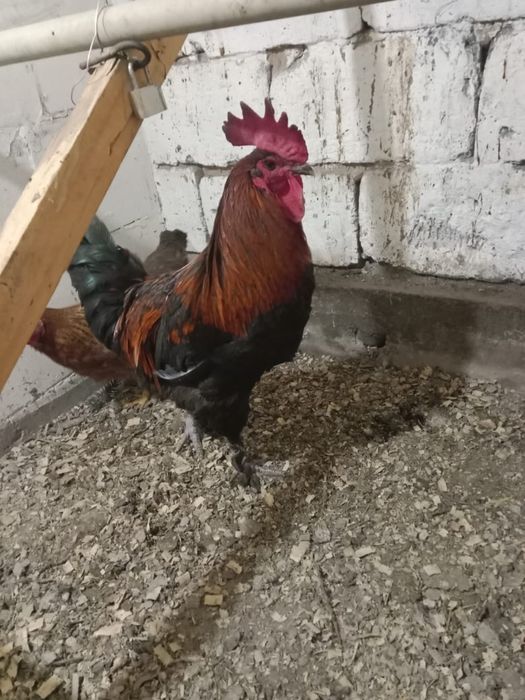 Петух марана .9 месяцев