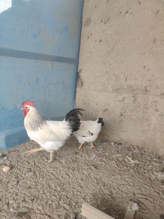 Адлер серебристый линия киргиз тухум хамда жужасига заказ оламиз