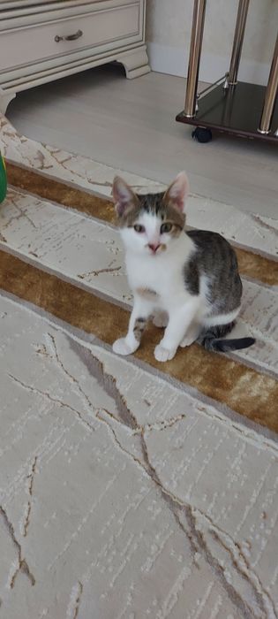 Котенок, четыре месяца.  Мальчик.