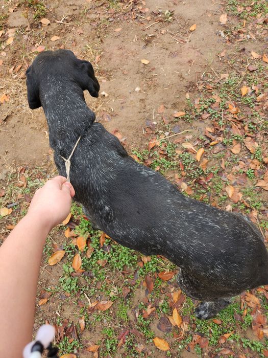 Охотничьи собака