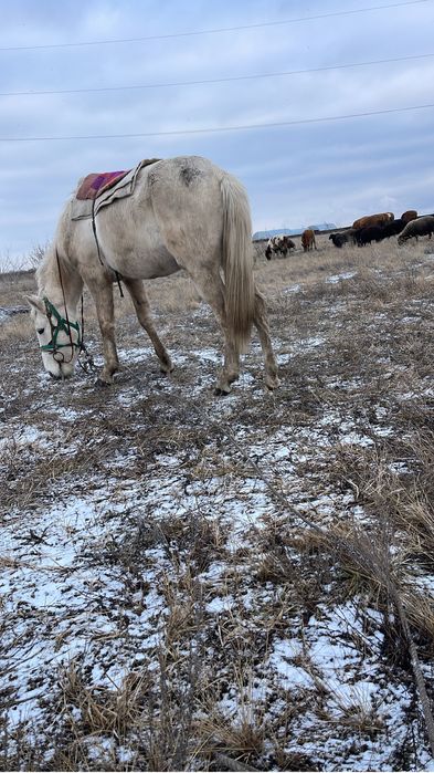 Дөнен жорға ат сатам