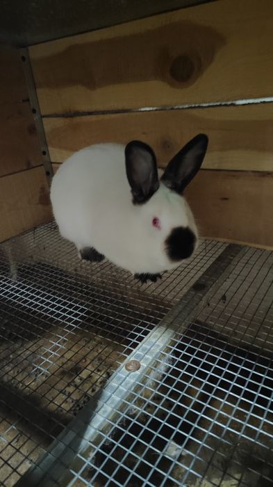 Калифорнийски зайци