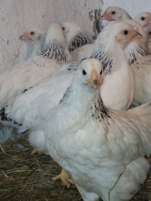 Цыплята Адлерская