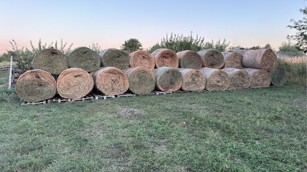 Baloti Lucernă cu Iarbă