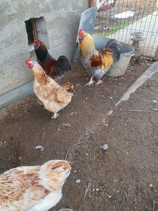 Инкубационное яйцо и куры