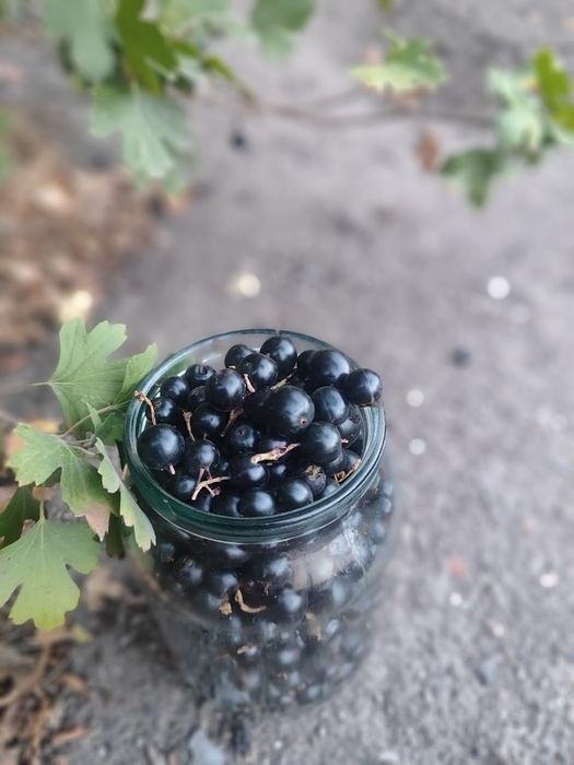 Смородина свежая