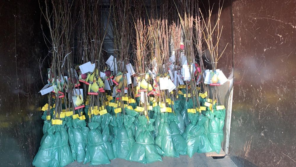 Pomi si vita de vie ambalată