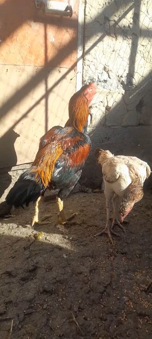 Дакан 20000тг саудасы бар