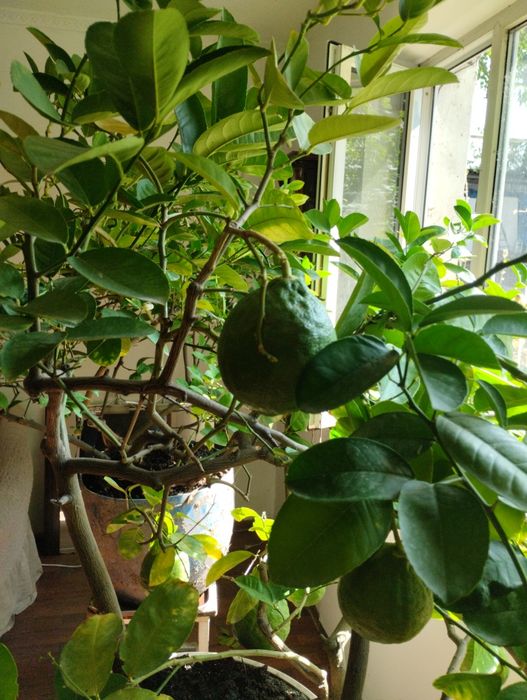 Плодоносящий лимон