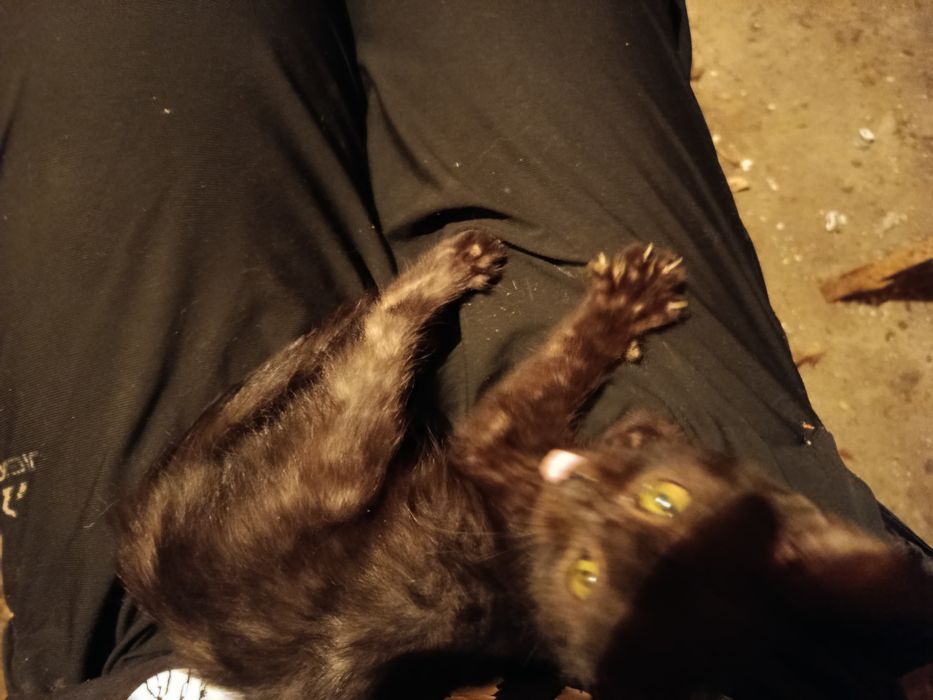 отдам котят бесплатно