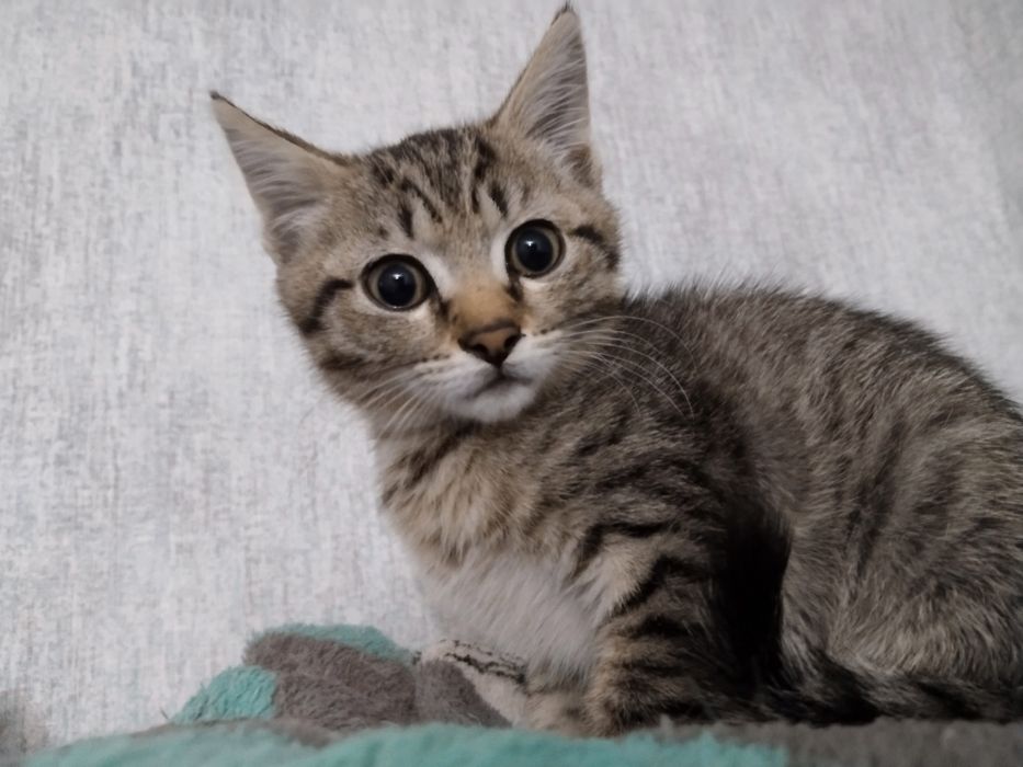 Срочно ищем дом котенку