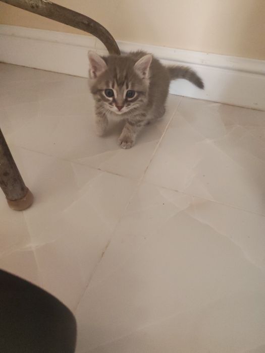Котятя 1 месец все кушают