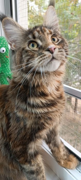 Кошка Мейн Кун продажа