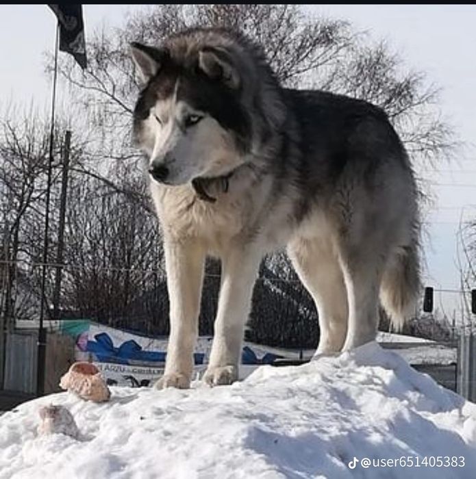 Продам щеночков Сибирской Хаски