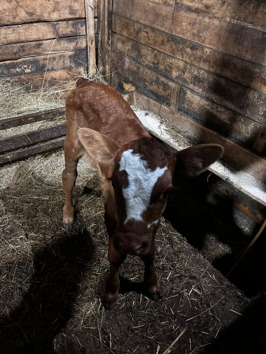 Продам телят симментальской породы