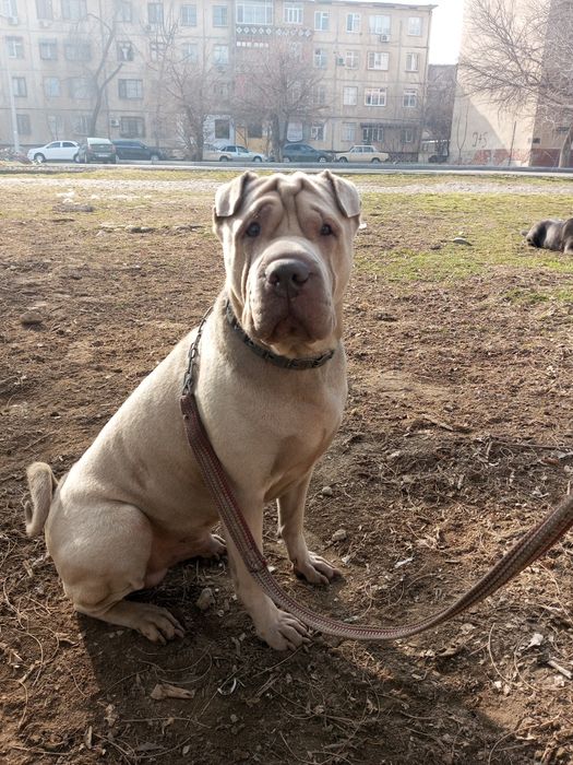 Вязка шарпей Американский