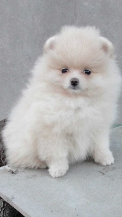 Fetita pomeranian