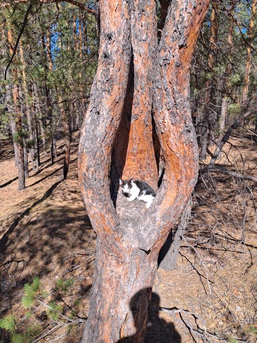 Отдам Котёнка мальчик хорошие руки