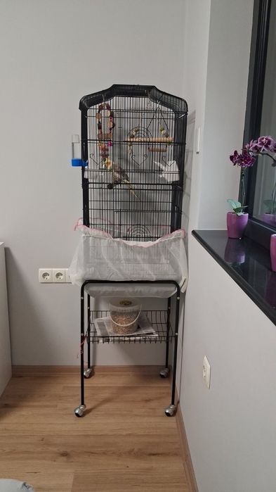 ОБЕЩАН!!! Корела с оборудвана клетка