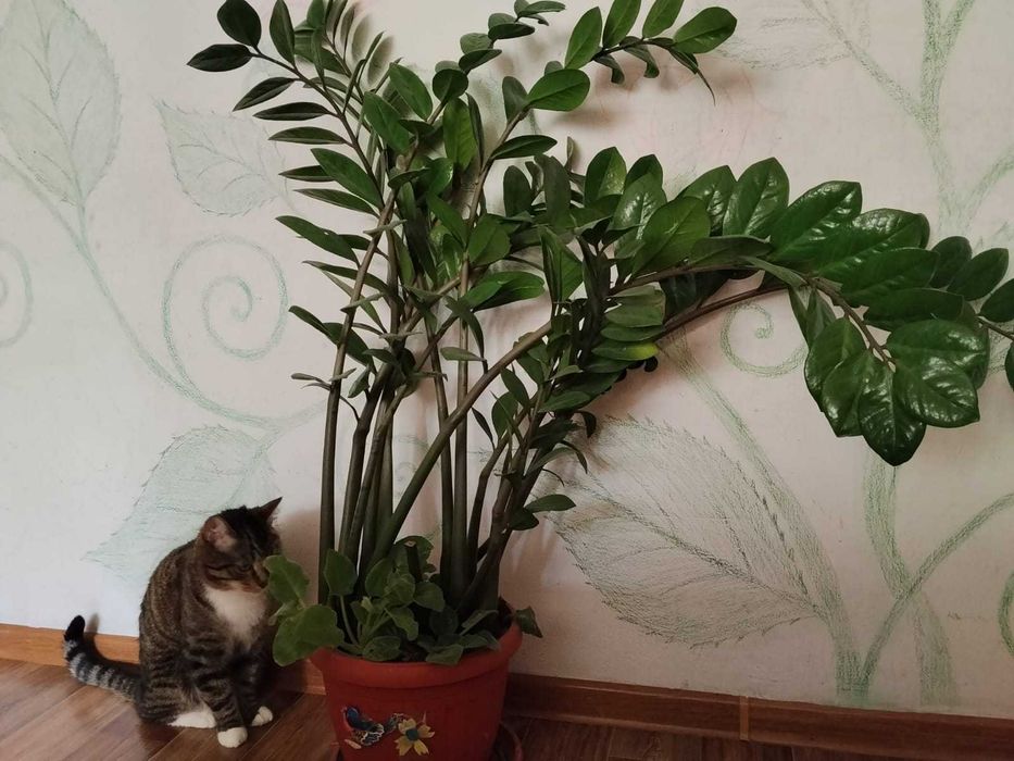 Денежное дерево  Замиакуль