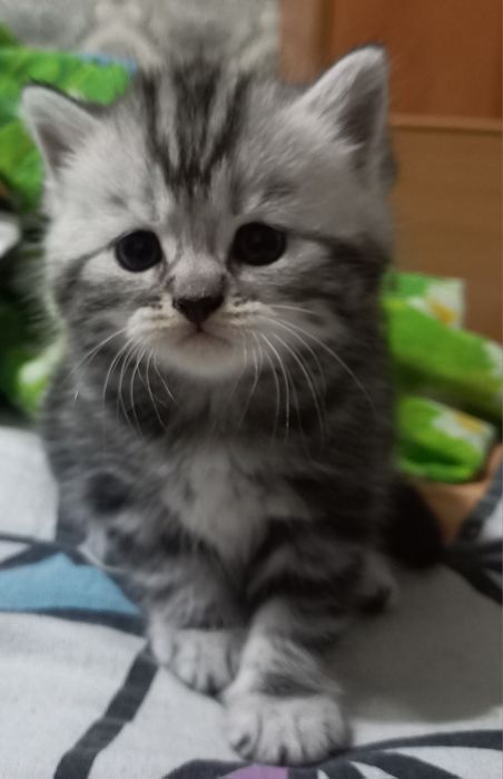 Продам котят шотландцев