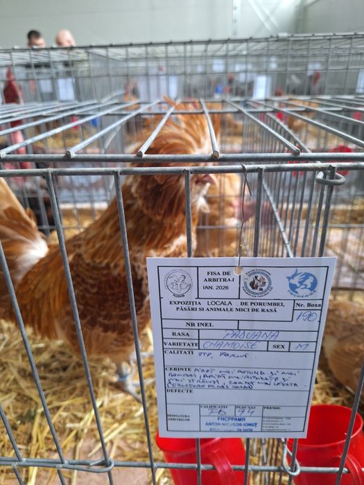 Oua ptr incubat din rasa Paduane Chamoise.