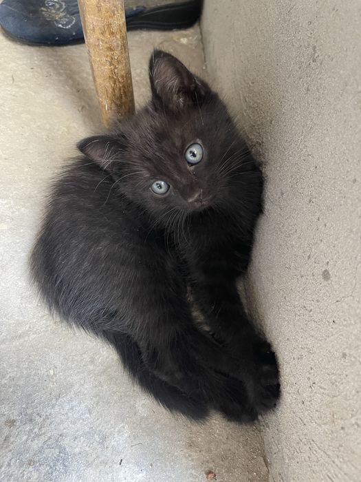 Котеночек мышеловка