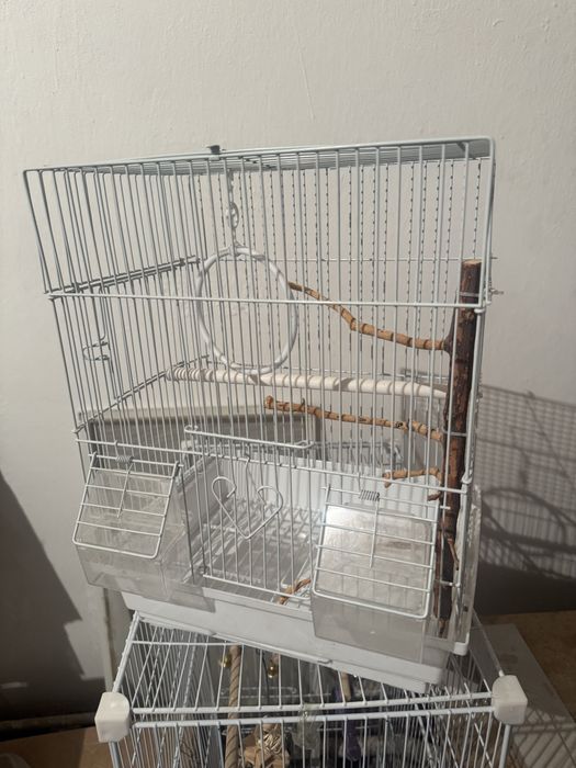 Попугаидын ұясы бар