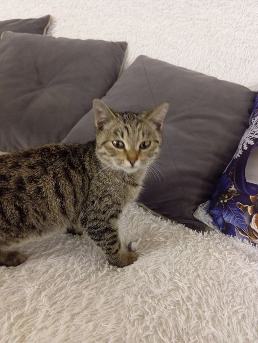 Отдам кошечку в добрые руки