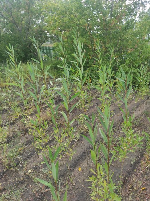 Саженцы Ива 1,5м