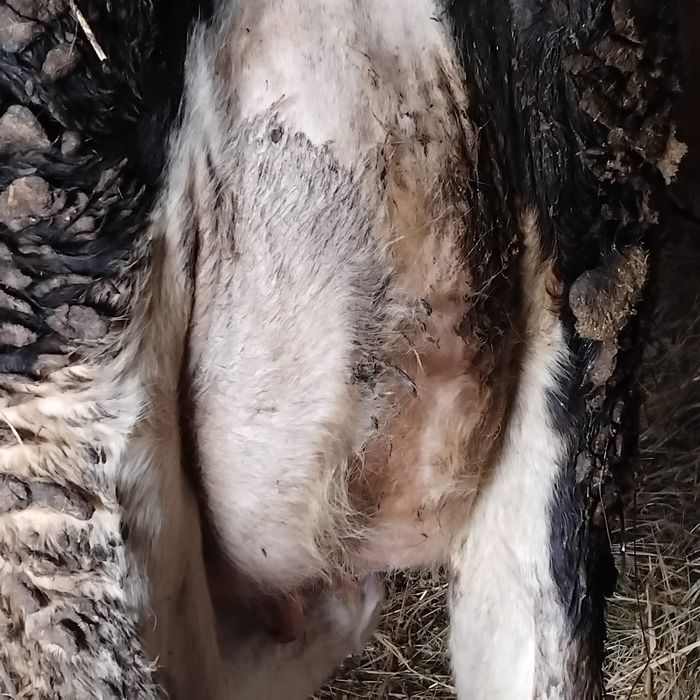 Vând vaca cu tot cu vițel