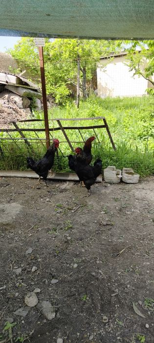 Хурозлар сотилади