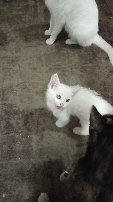 Отдам в добрые руки