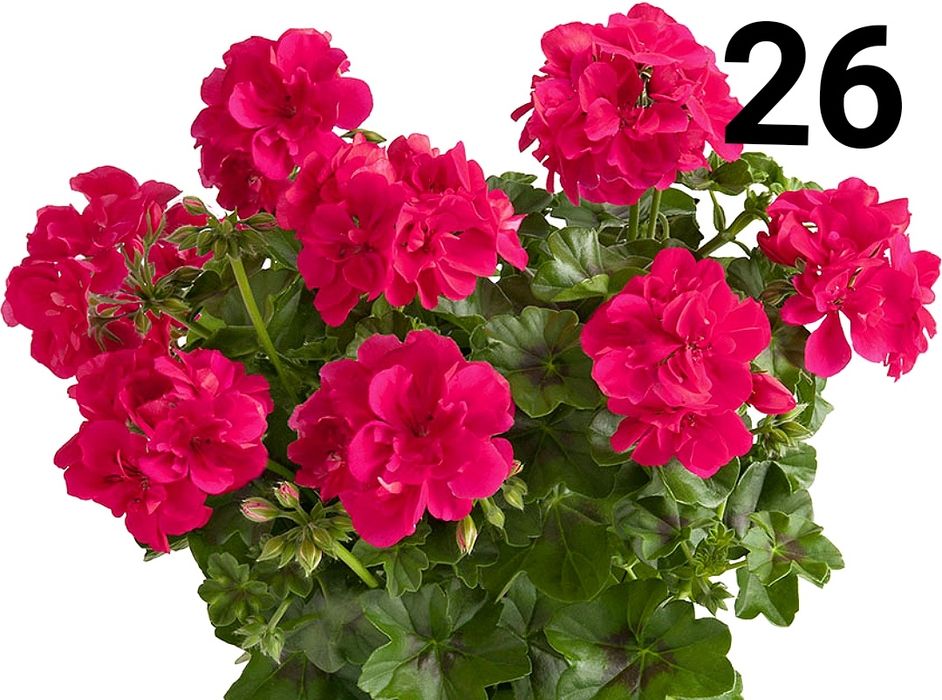 Нискостеблено мушкато -2.50€