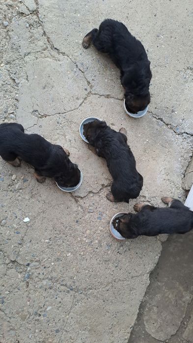 Продава Немска овчарка